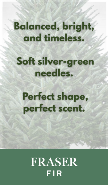 Fraser Fir Christmas Tree