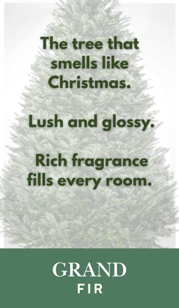 Grand Fir Christmas Tree