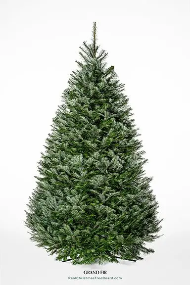 Grand Fir Christmas Tree