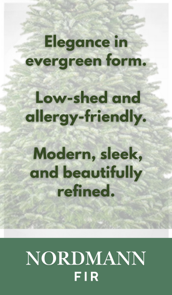 Nordmann Fir Christmas Tree
