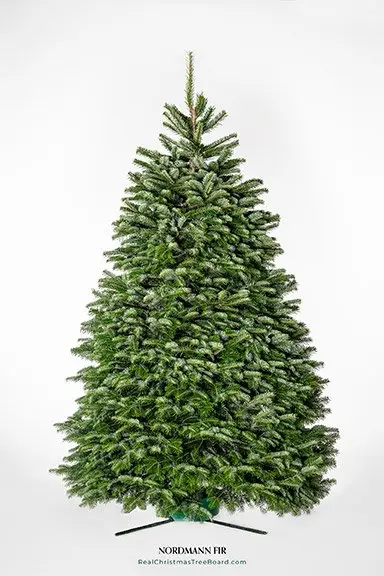 Nordmann Fir Christmas Tree