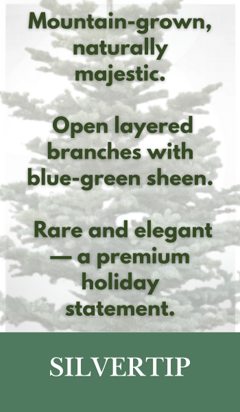 Silver Tip Christmas Tree